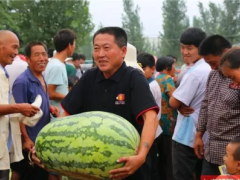 山东东明县：黄河岸边西瓜甜